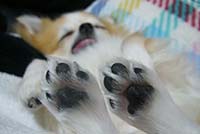 大切な愛犬のケアに!